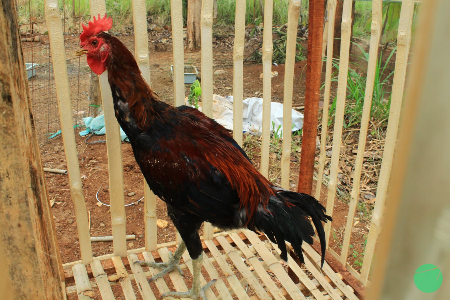 Cover Image for Apa itu Ayam dan Bagaimana Sejarah Klasifikasi Jenis-Jenisnya Dimulai?