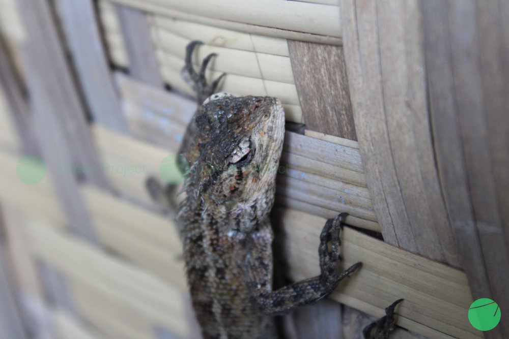 Cover Image for Karakteristik Bunglon Taman (Calotes versicolor)