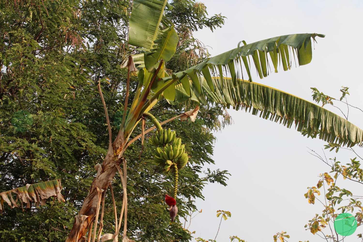 Cover Image for Pisang (Musa)
