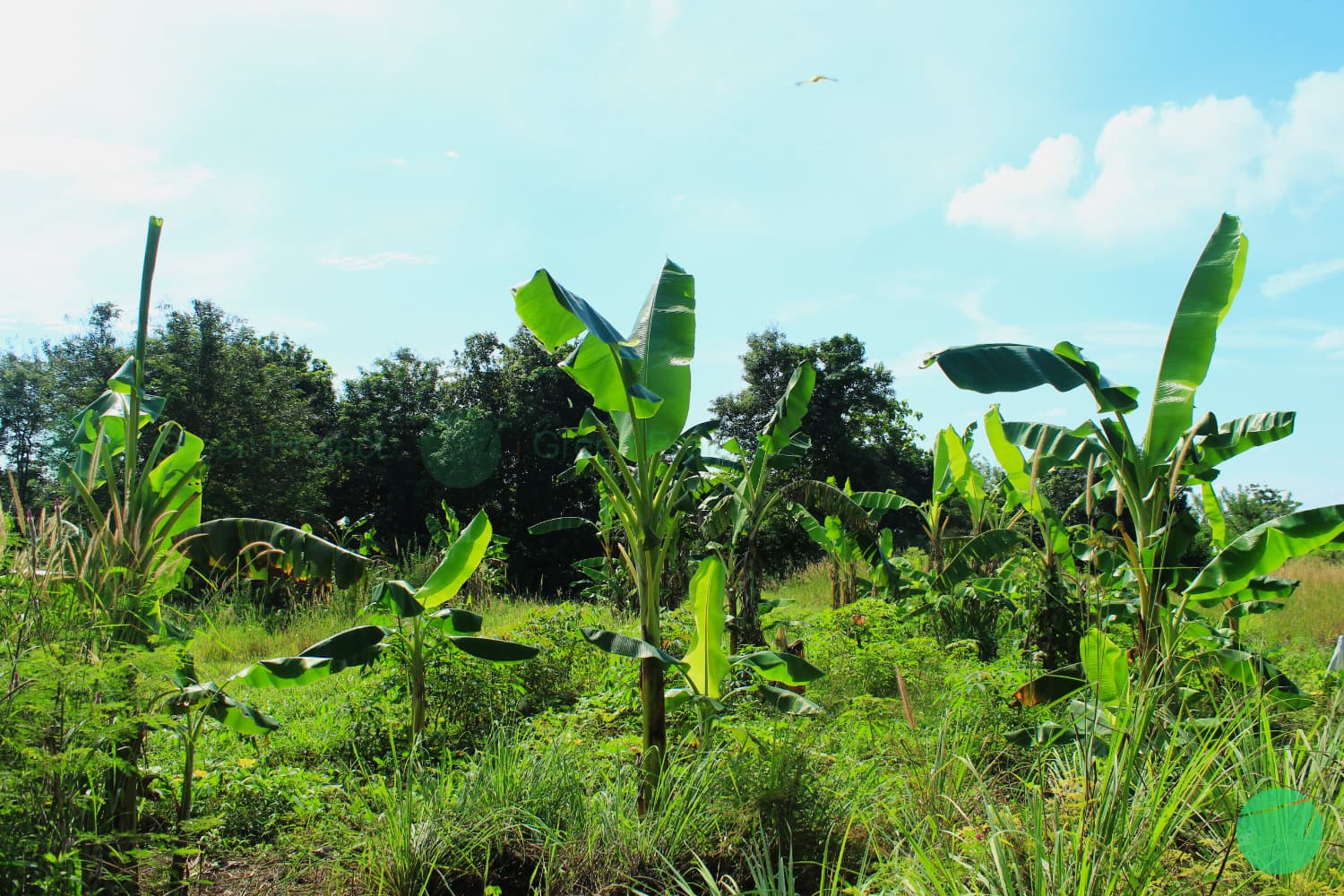 Cover Image for Sejarah Awal Pembudidayaan dan Penyebaran Pisang