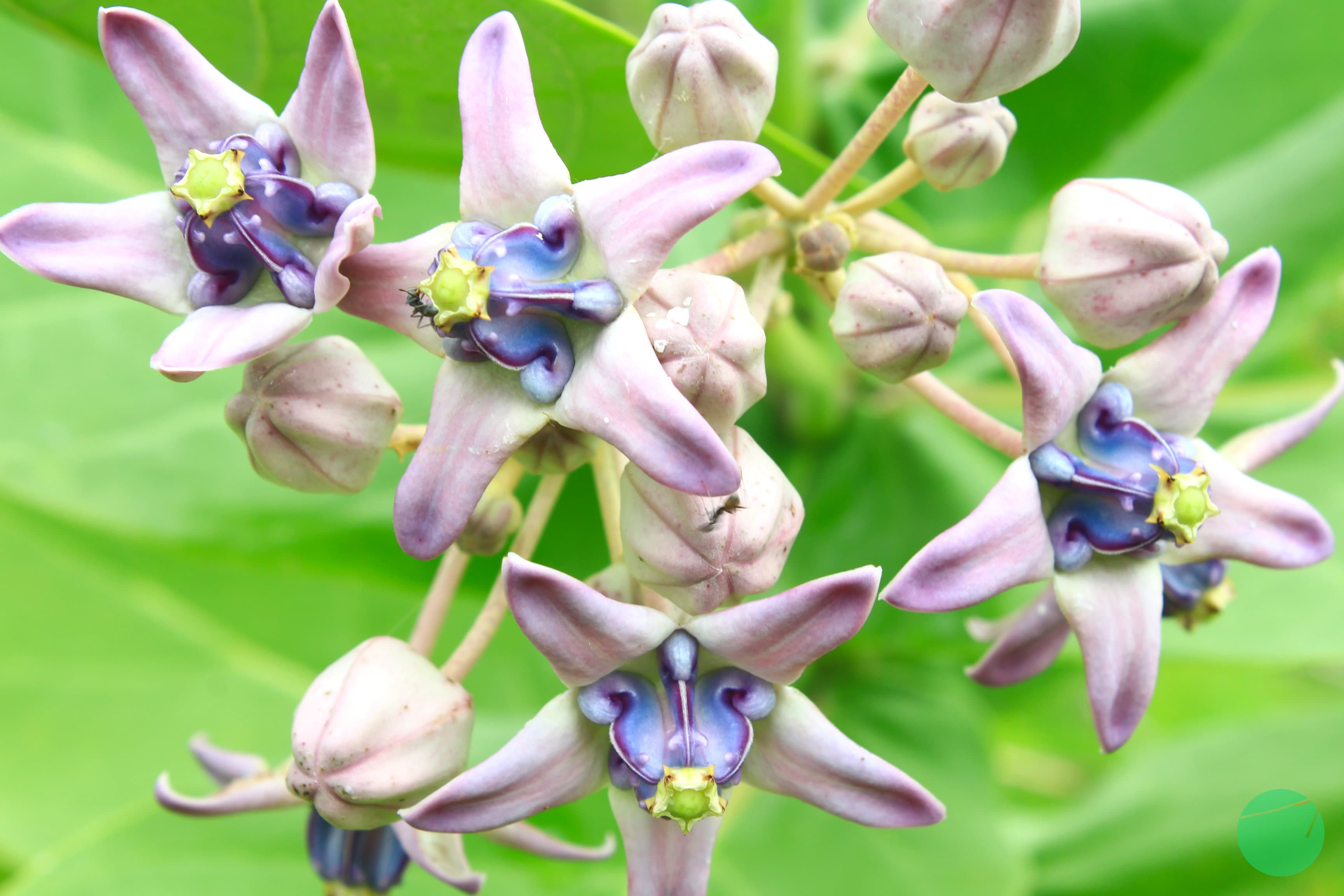 Cover Image for Manfaat Kesehatan dan Efek dari Tanaman Widuri