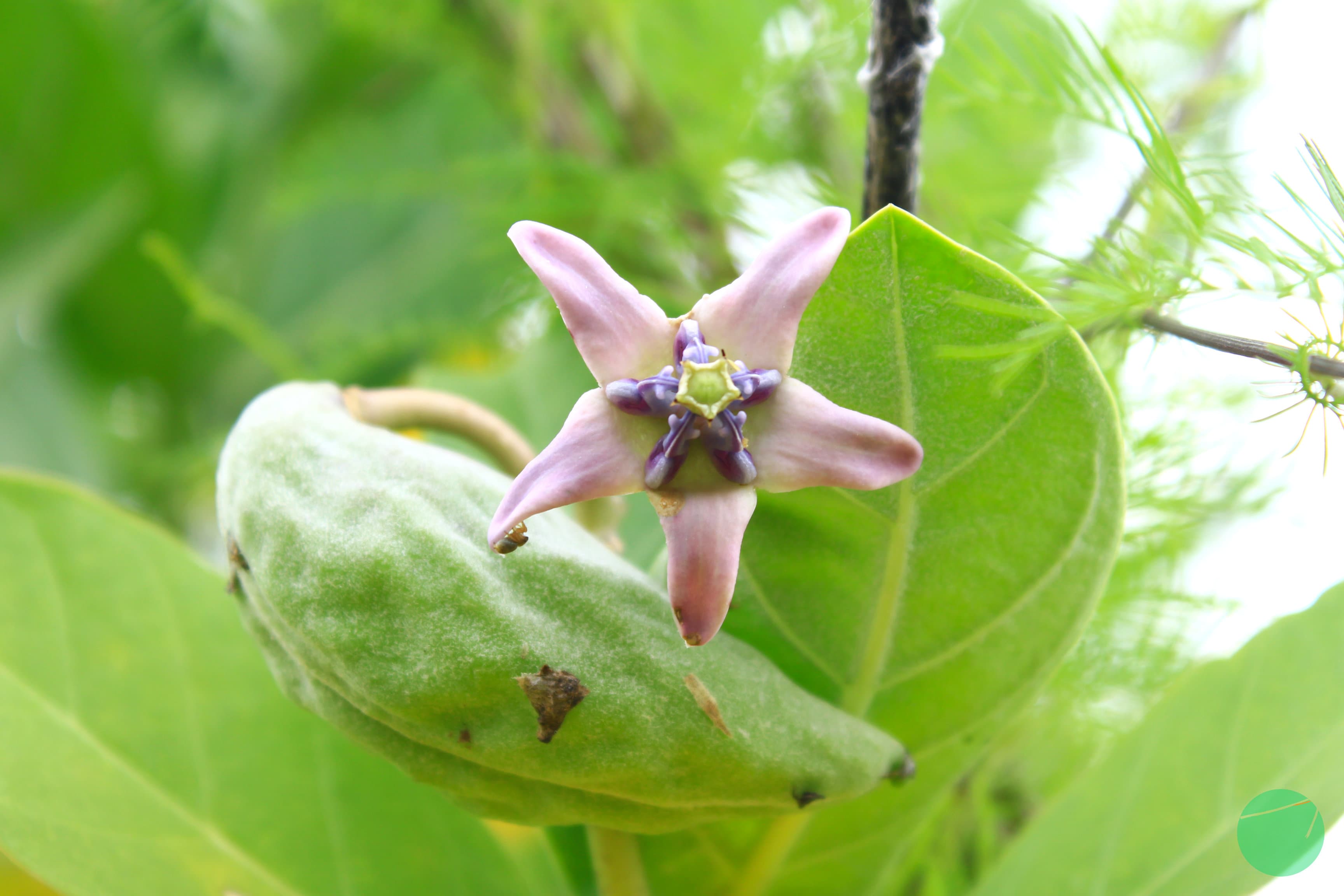Cover Image for Tanaman – Tanaman yang Diketahui Mengandung Racun bagi Tubuh