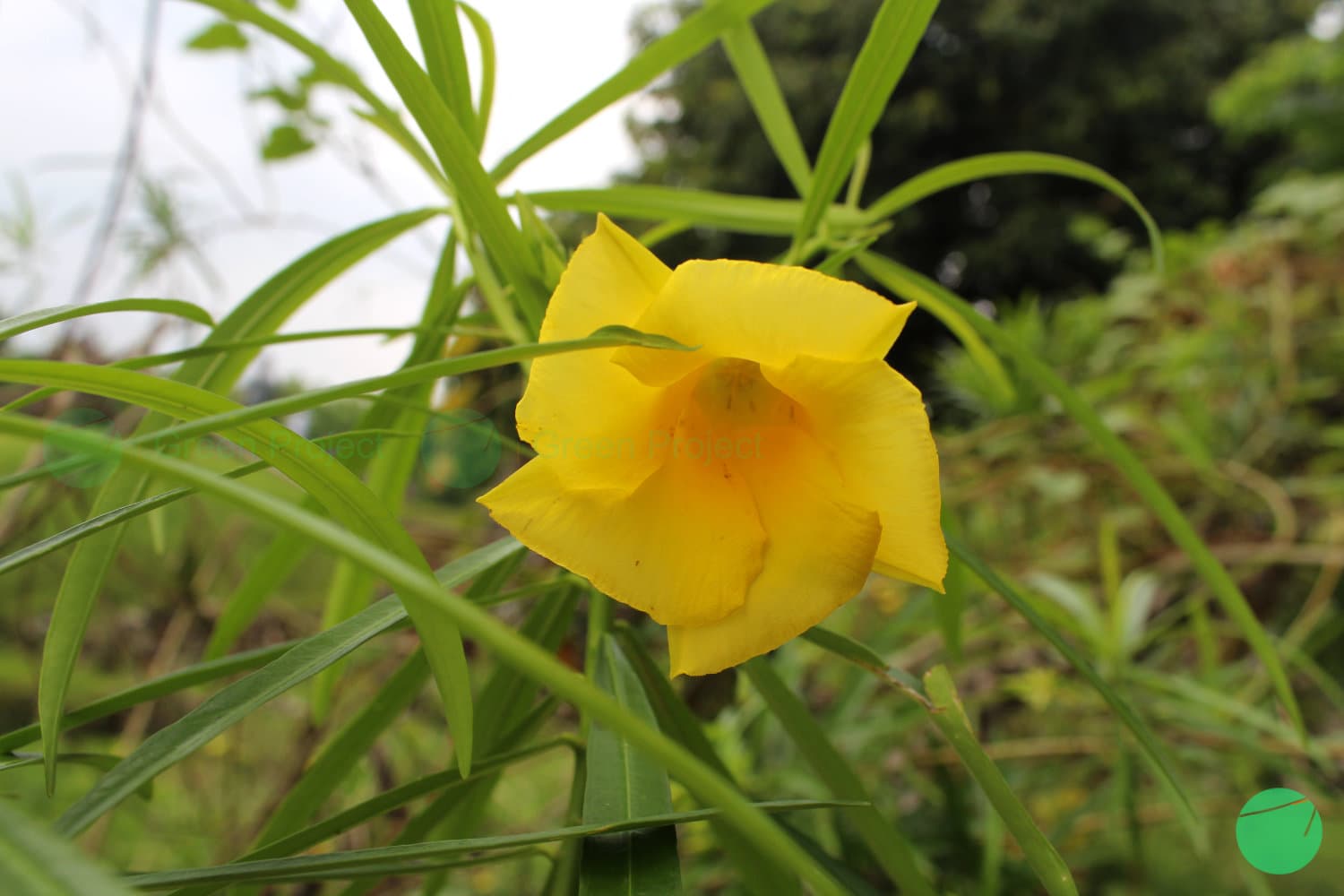 Cover Image for Manfaat dan Kegunaan Ginje (Cascabela thevetia) sebagai Tanaman untuk Konservasi Tanah