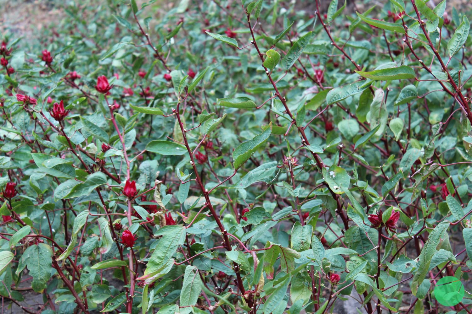 Cover Image for Rosella (Hibiscus sabdariffa): Pemanfaatan sebagai Pangan, Obat, dan Serat dalam Konteks Sejarah dan Ekologi