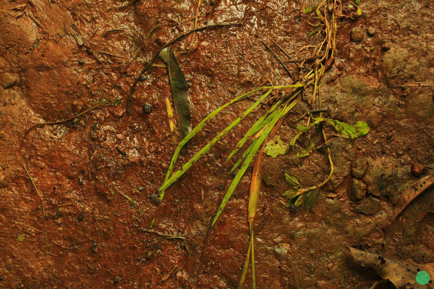 Cover Image for 5 Cara Mudah Menyuburkan Tanah Secara Biologis dalam Konteks Ekologi dan Praktik Lapangan