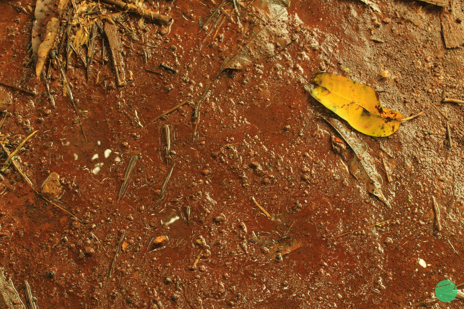 Cover Image for Khasiat Kembang Kantil/Cempaka (Magnolia champaca)