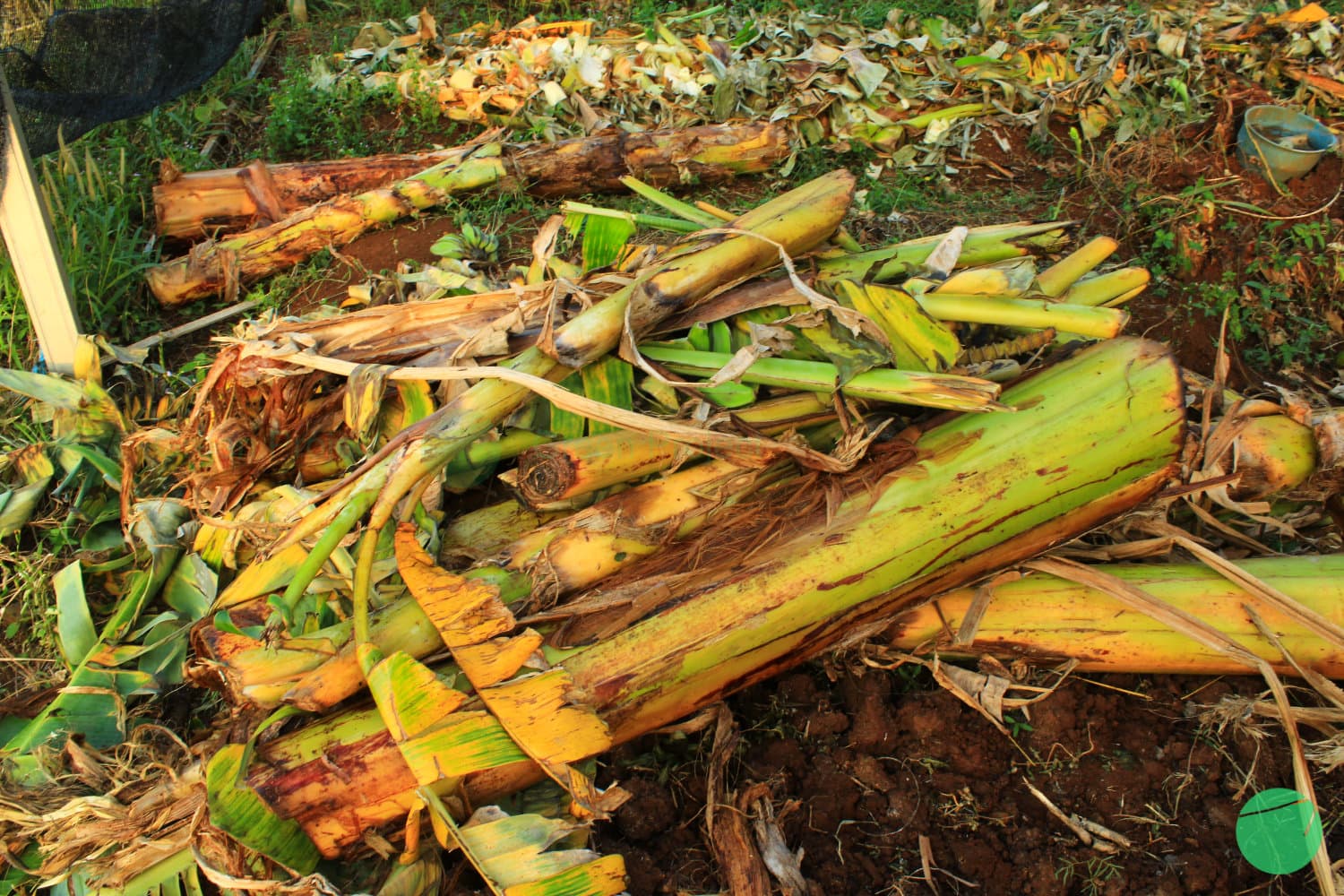 Cover Image for Penggunaan Gedebong atau Batang Pisang sebagai Media Tanam