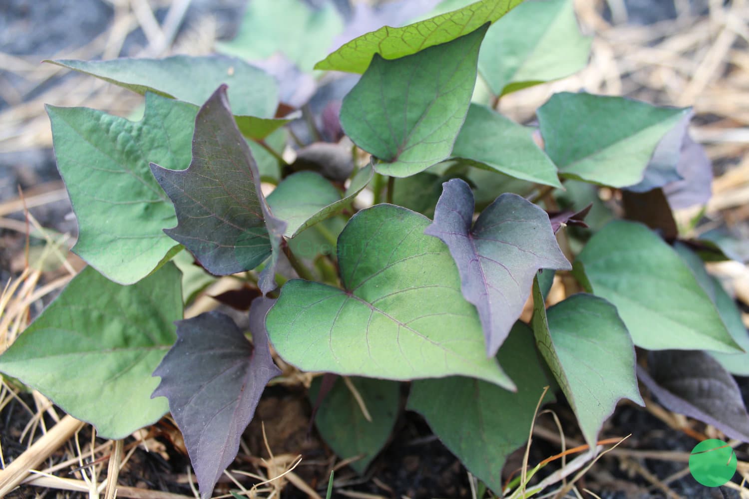 Cover Image for Budaya Lokal Masyarakat Papua Nugini dalam Memanfaatkan Ubi Jalar (Ipomoea batatas) sebagai Bahan Pangan