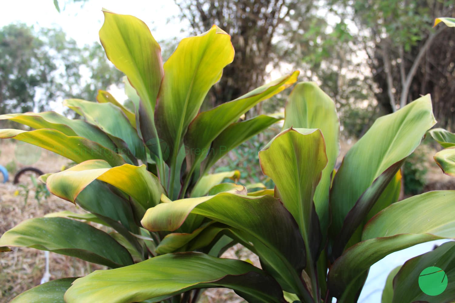 Cover Image for Penggunaan Hanjuang Sebagai Tanaman Hias