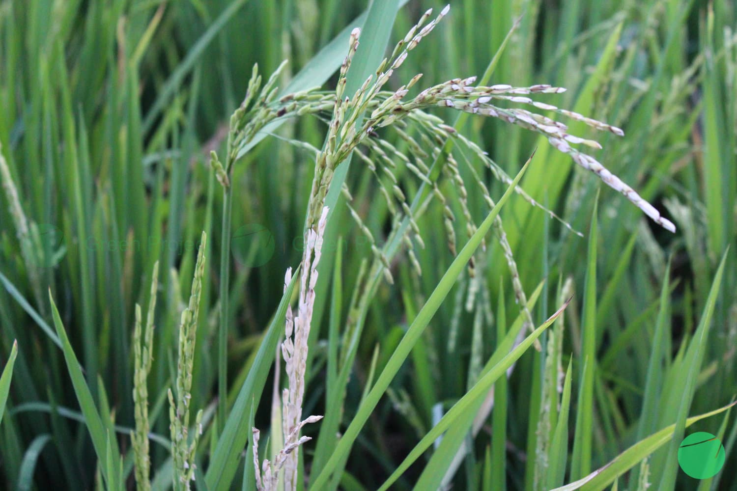 Cover Image for Manfaat Beras bagi Kesehatan dan Kegunaan Lainnya sebagai Bahan Makanan