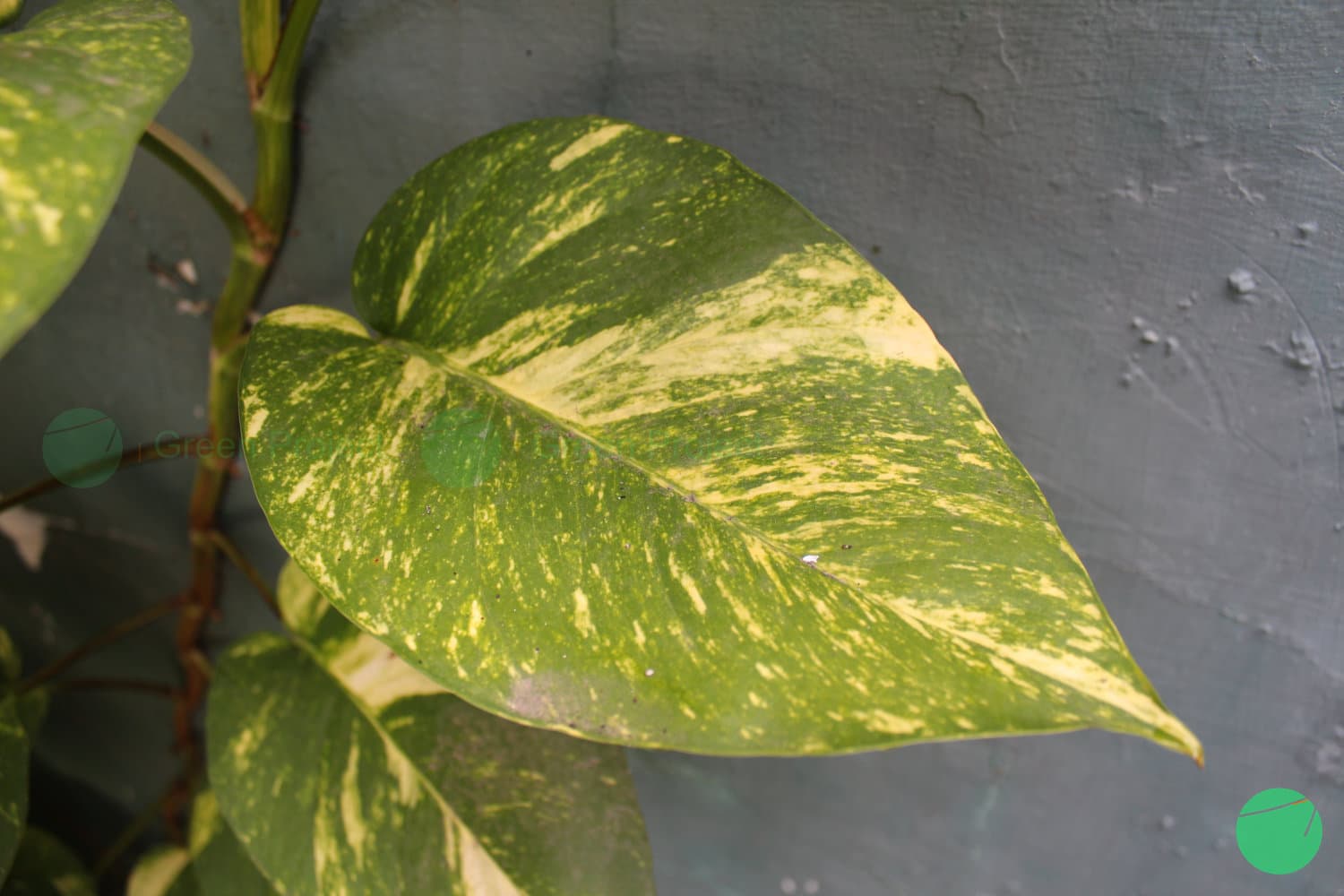 Cover Image for Manfaat Sirih Gading sebagai Tanaman Hias