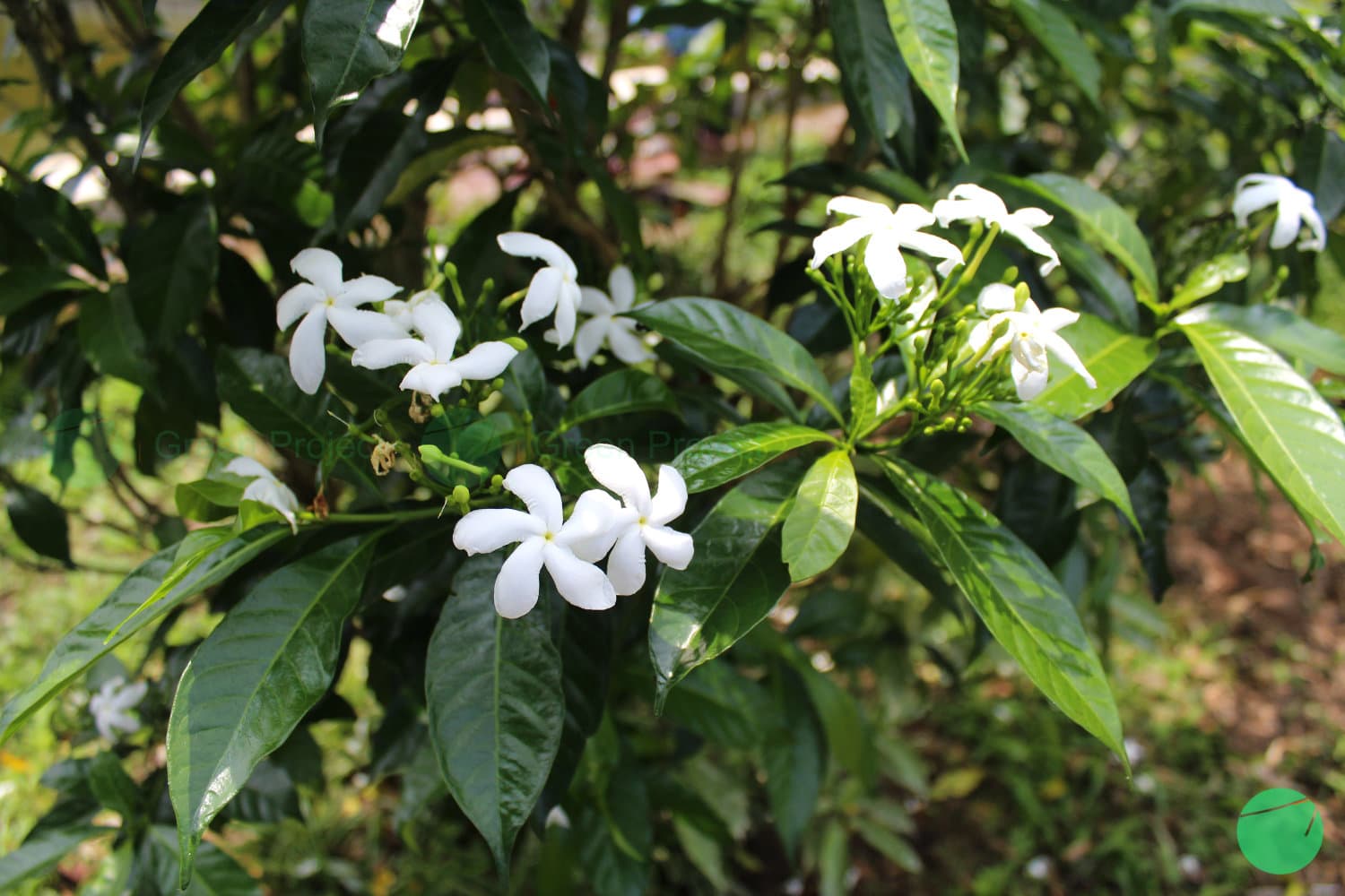 Cover Image for Mondokaki (Tabernaemontana divaricata)