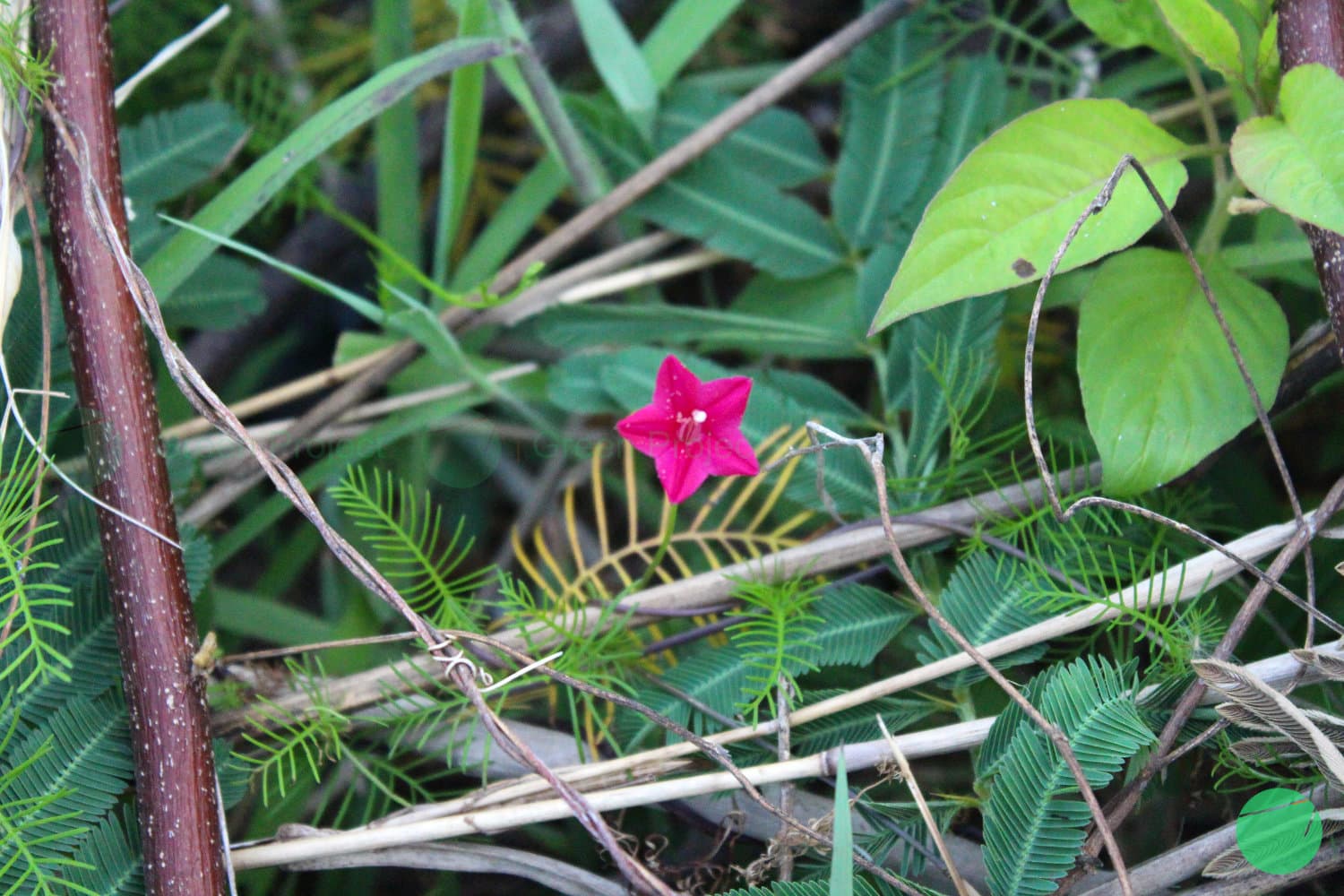 Cover Image for Kandungan dan Penggunaan Songgo Langit sebagai Obat Herbal di India