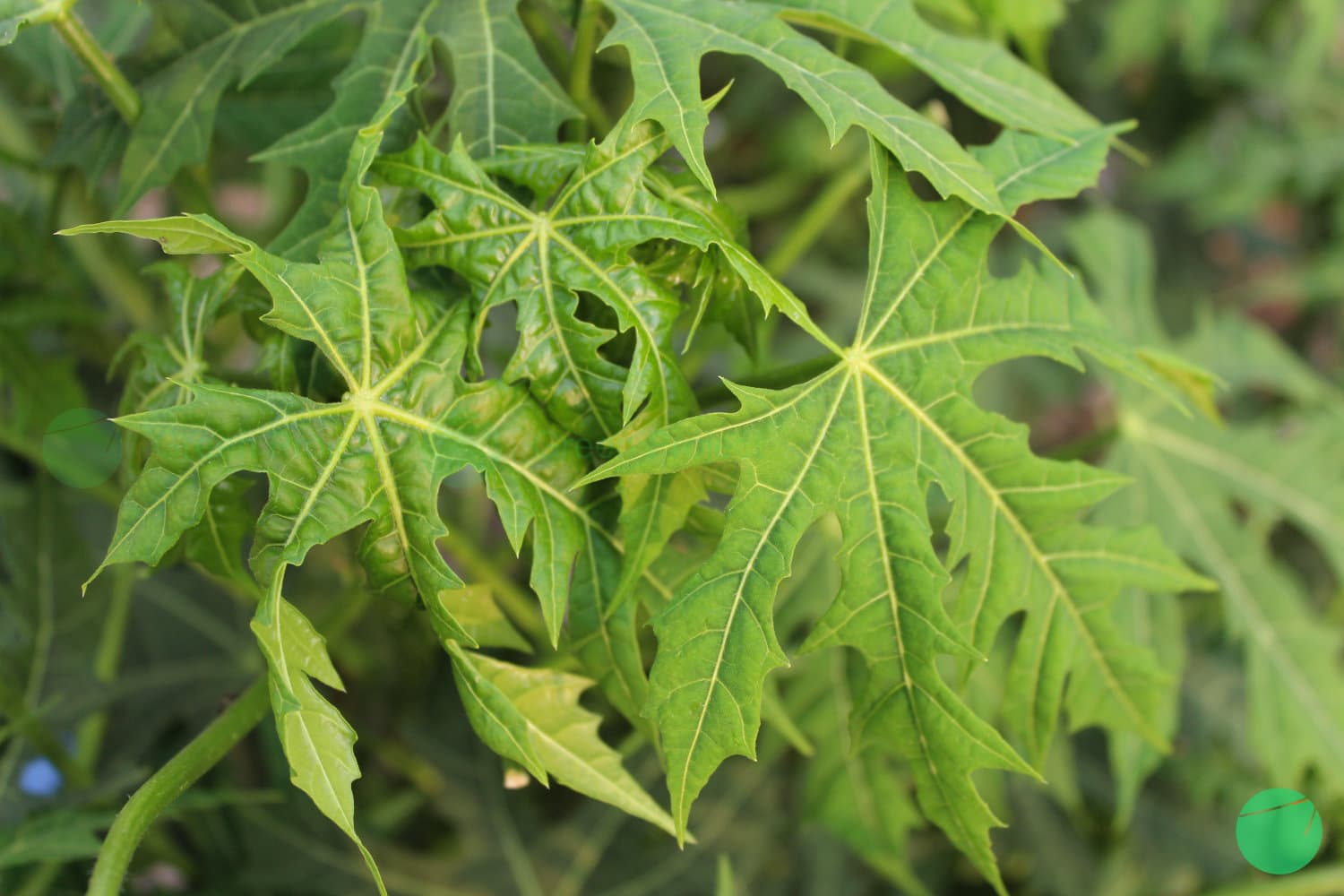 Cover Image for Chaya (Cnidoscolus aconitifolius) dan Kandungan Proteinnya yang Dianggap Cocok sebagai Bahan Makanan Pengganti Daging
