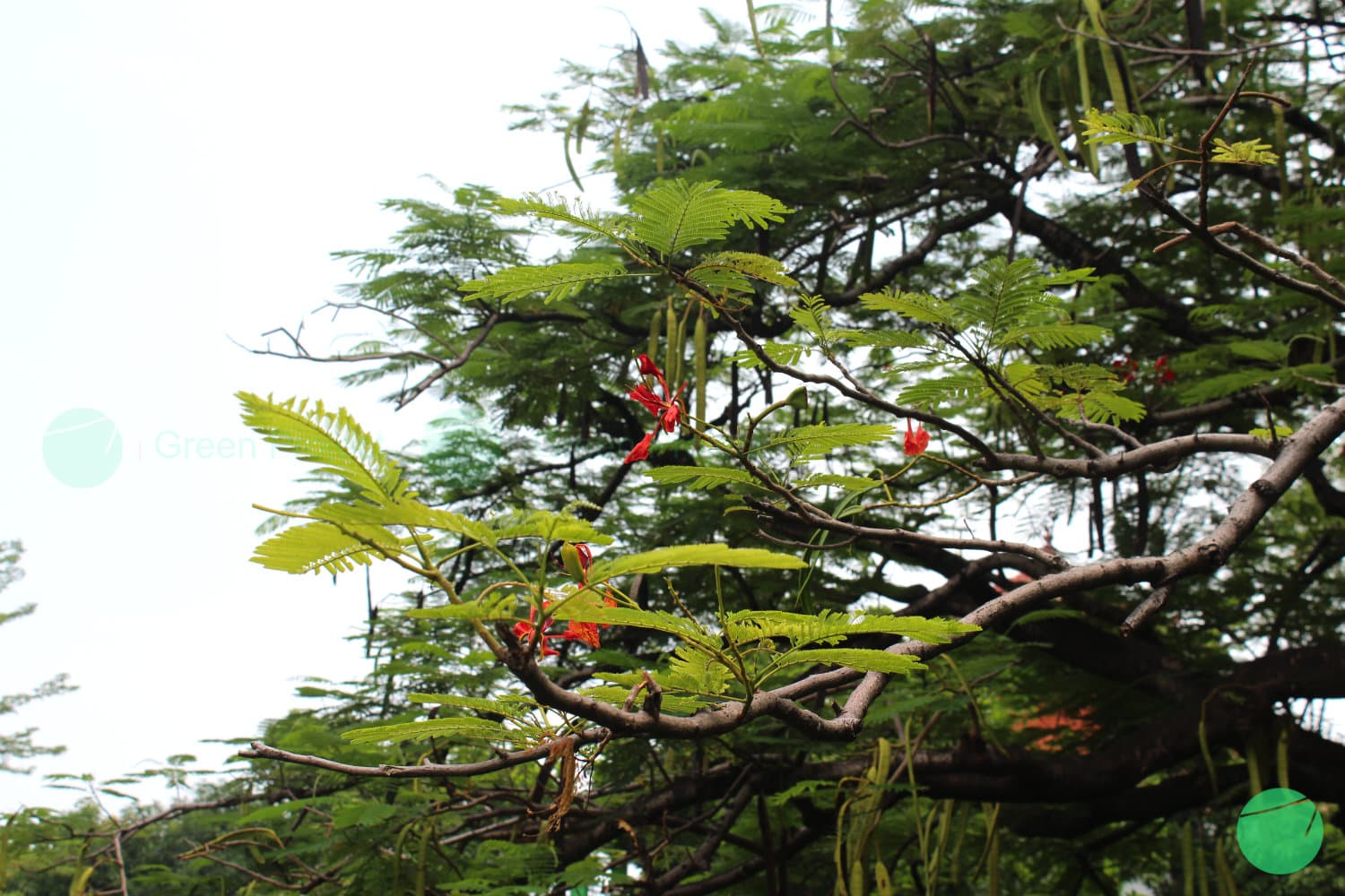 Cover Image for Deskripsi, Asal, dan Manfaat Flamboyan (Delonix regia) dalam Konteks Ekologi dan Kesehatan