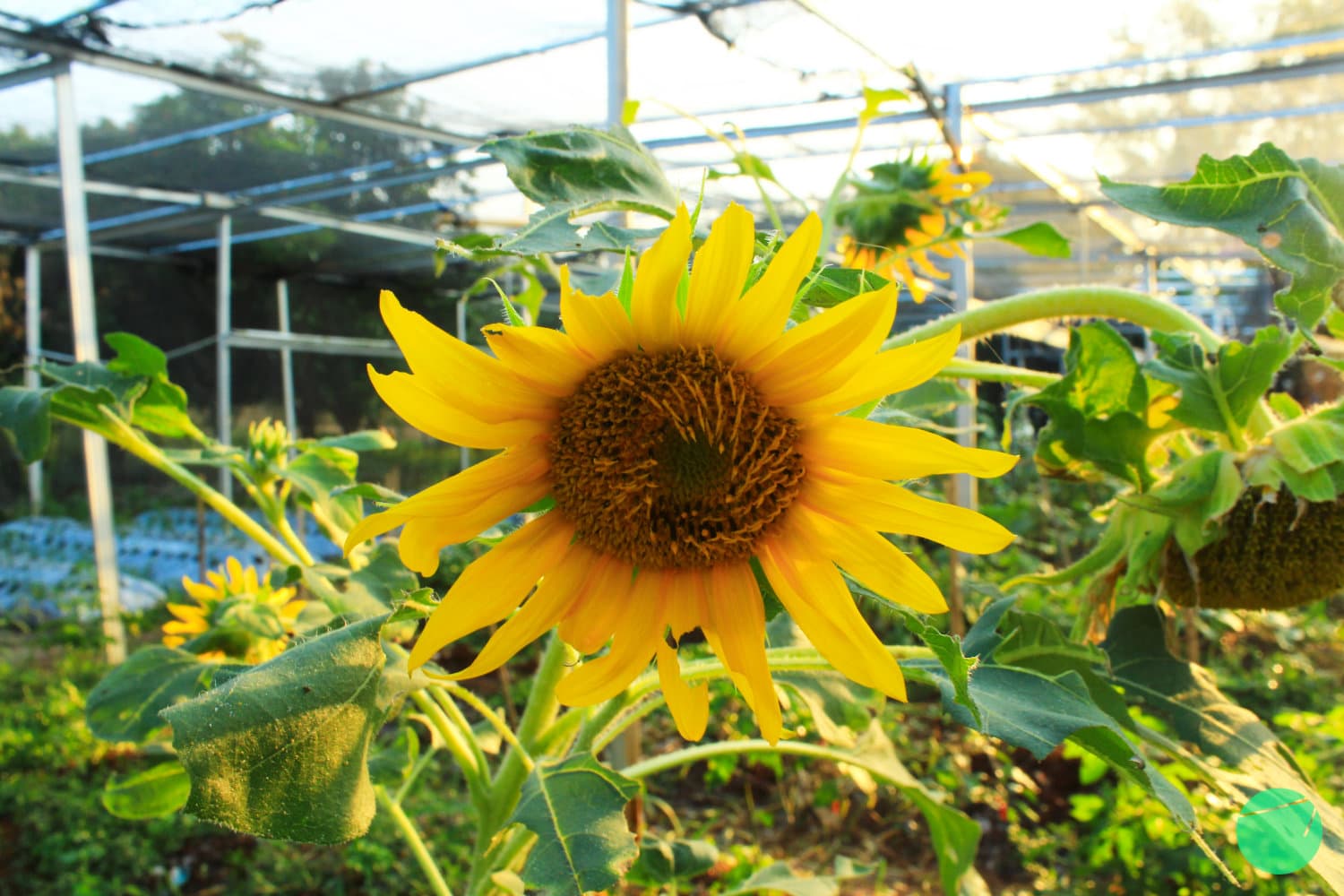 Cover Image for Bunga Matahari (Helianthus annuus L.)