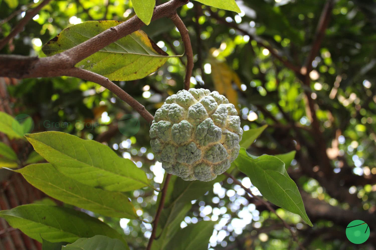 Cover Image for Varietas Srikaya (Annona squamosa)