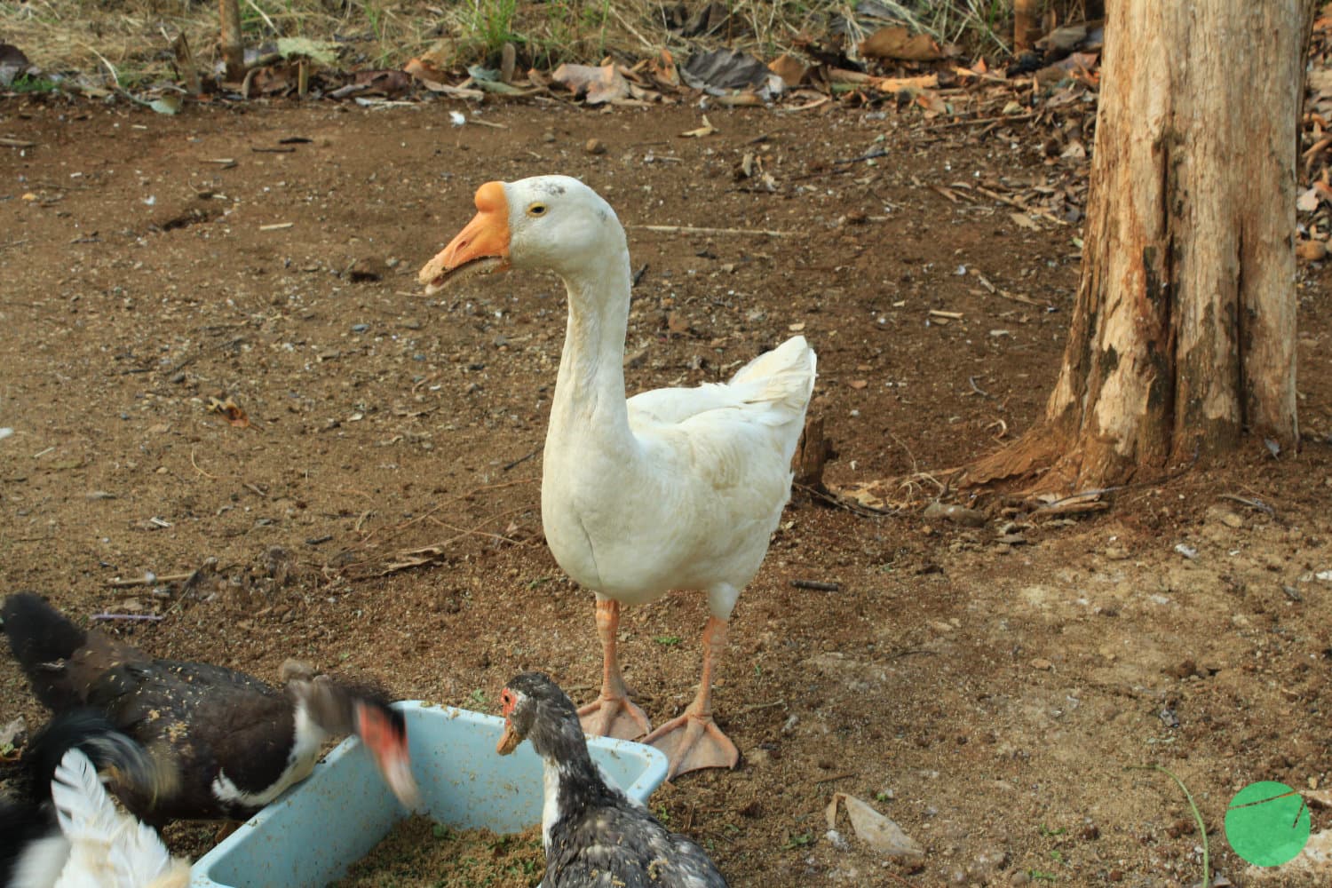 Cover Image for Bebek Sebagai Hewan Komersil