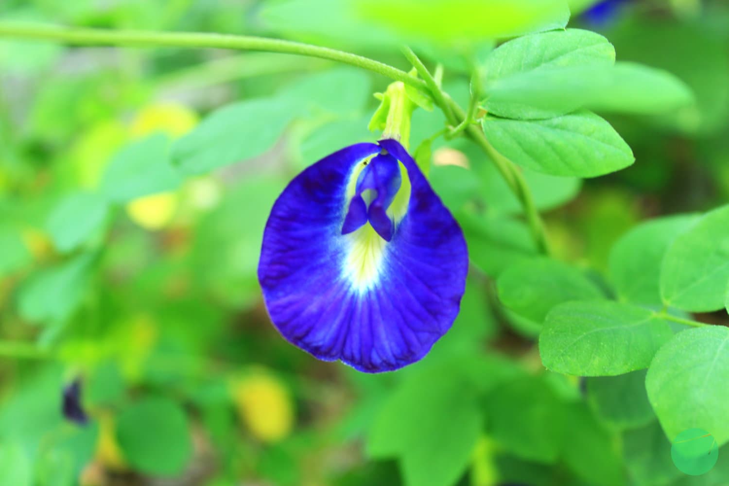 Cover Image for Pengkonsumsian Telang (Clitoria ternatea) sebagai Teh di Indonesia