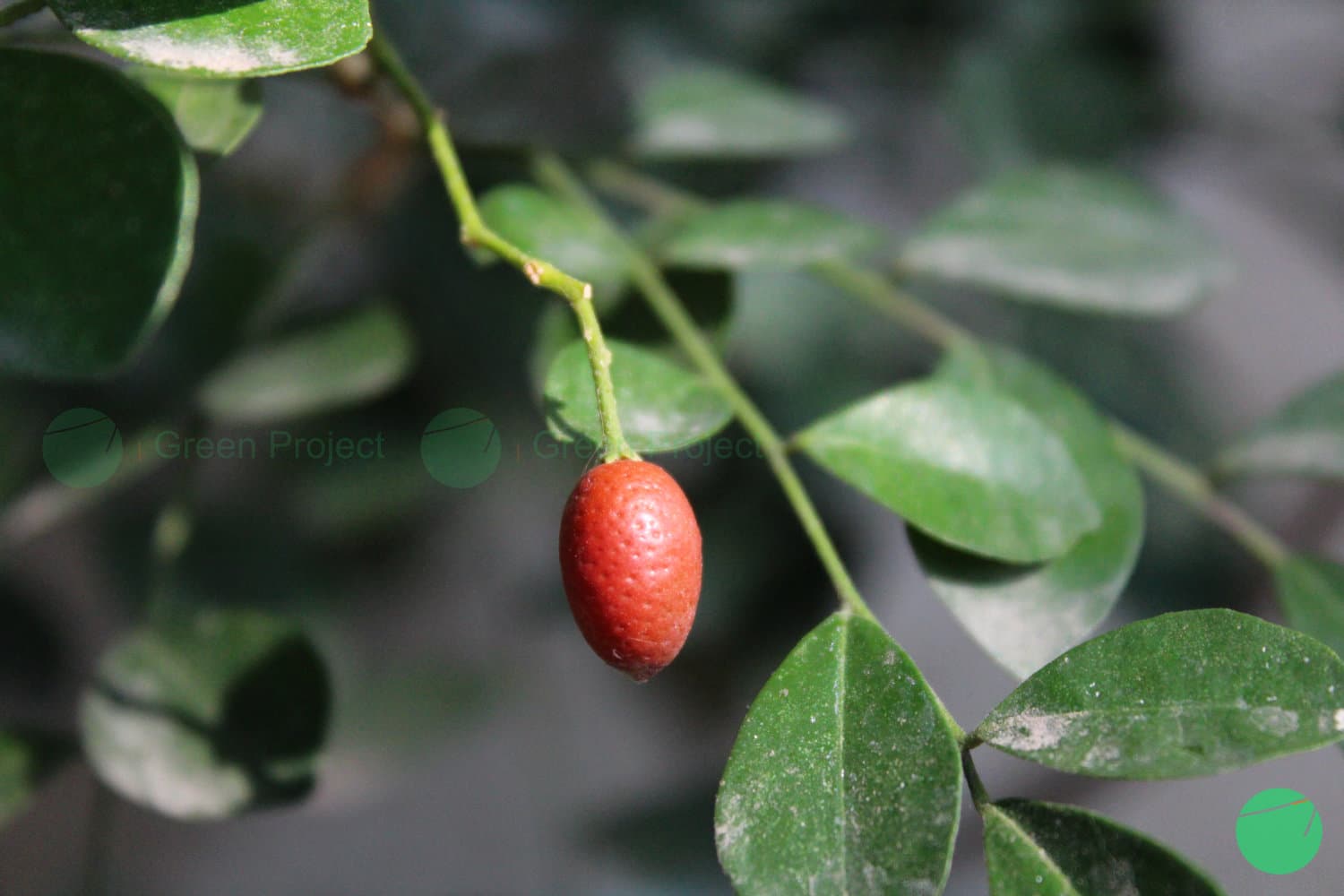 Cover Image for Kandungan dan Manfaat Pulasari sebagai Obat Herbal serta Kegunaan Lainnya