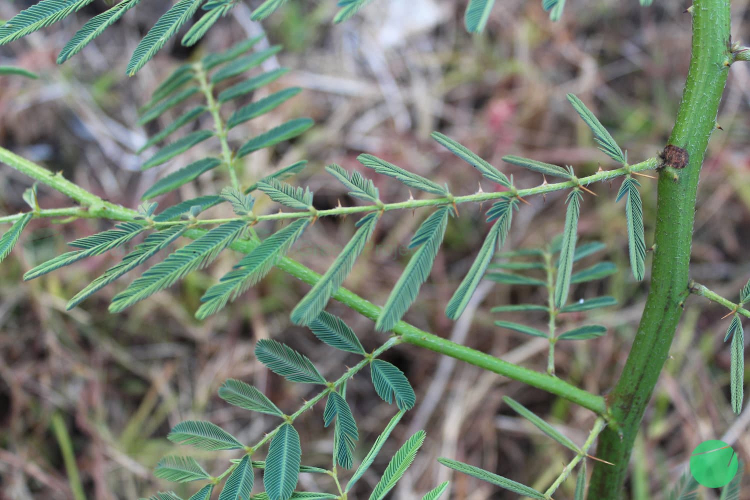 Cover Image for Putri Malu (Mimosa pudica)