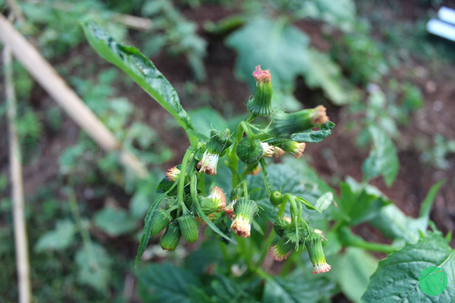 Cover Image for Sintrong (Crassocephalum crepidioides) - Tanaman Pangan Populer di Afrika