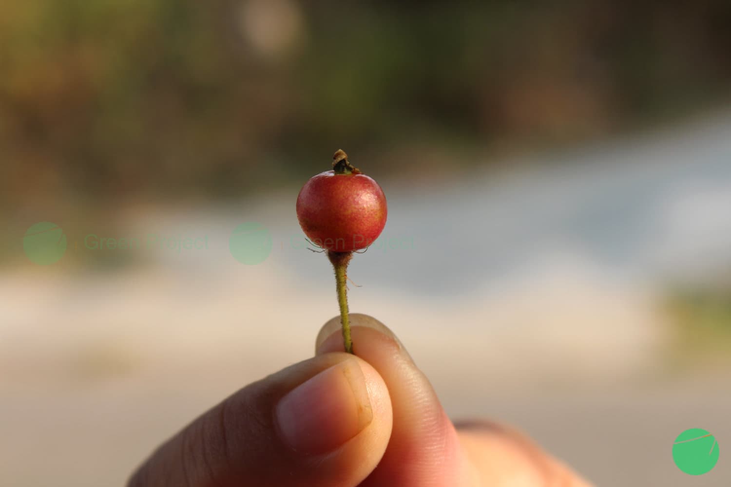 Cover Image for Kersen/Ceri (Muntingia calabura)