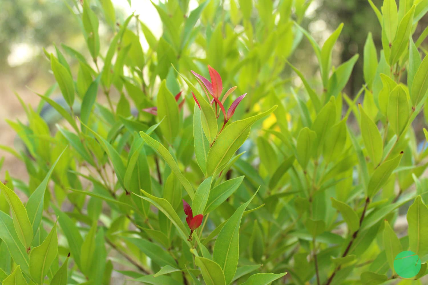 Cover Image for 3 Manfaat Pucuk Merah Sebagai Tanaman Hias dan Tanaman Herba