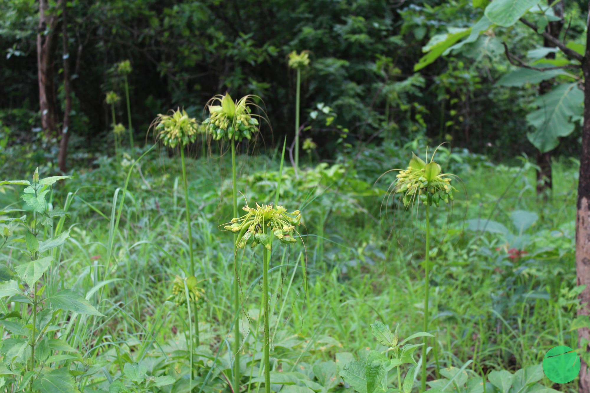 Cover Image for Tumbuhan Apa Saja yang Diketahui Mengandung Karbohidrat