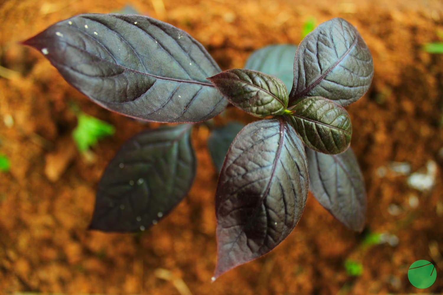 Cover Image for Daun Ungu (Graptophyllum pictum)