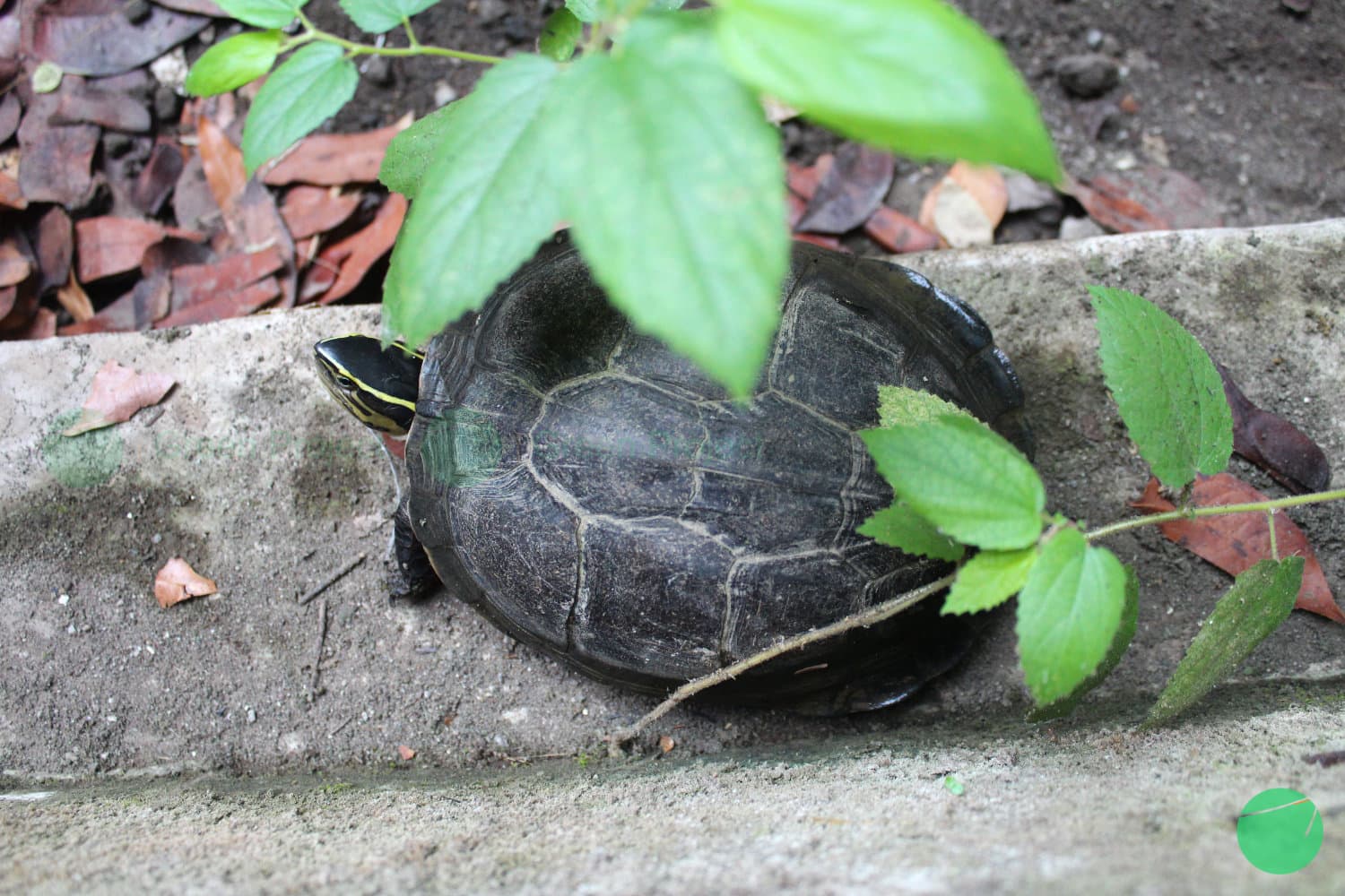 Cover Image for Macam – Macam Karakteristik Kuya Batok Berdasarkan Taksonominya
