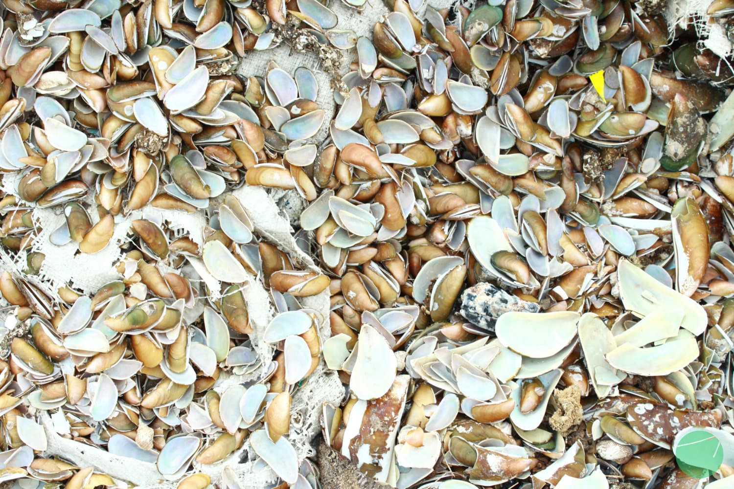 Cover Image for Pemanfaatan Limbah Kerang Sebagai Bahan Konstruksi Bangunan, Pakan Ternak dan Pupuk Organik