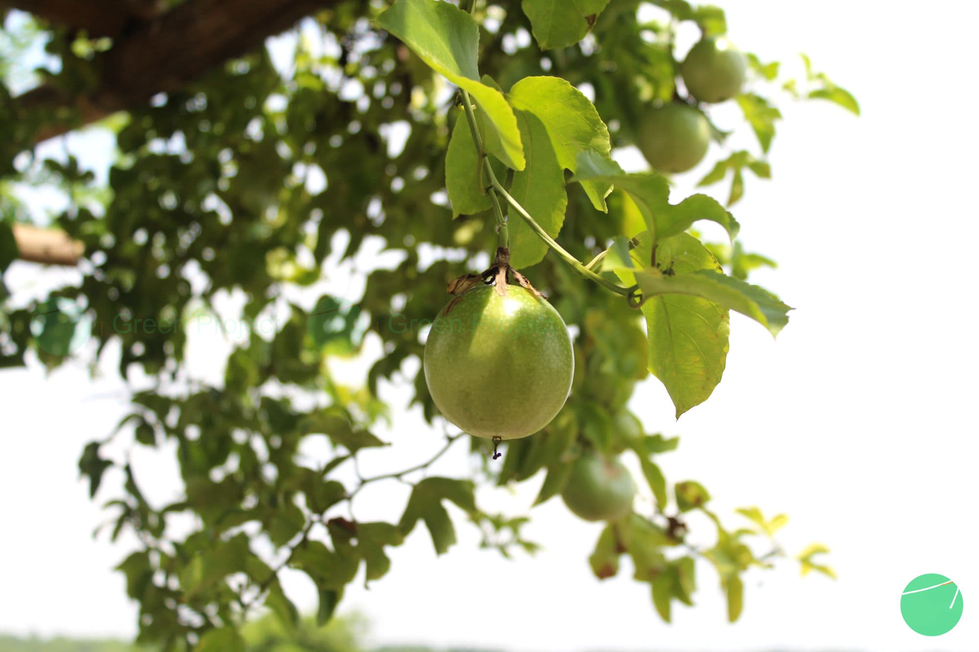 Cover Image for Markisa (Passiflora edulis)