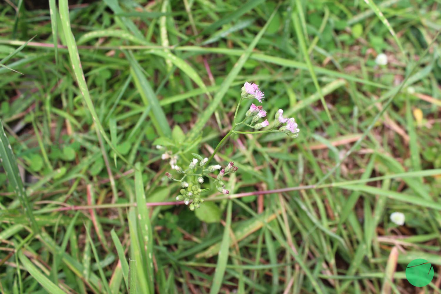 Cover Image for Sawi Langit (Cyanthillium cinereum)
