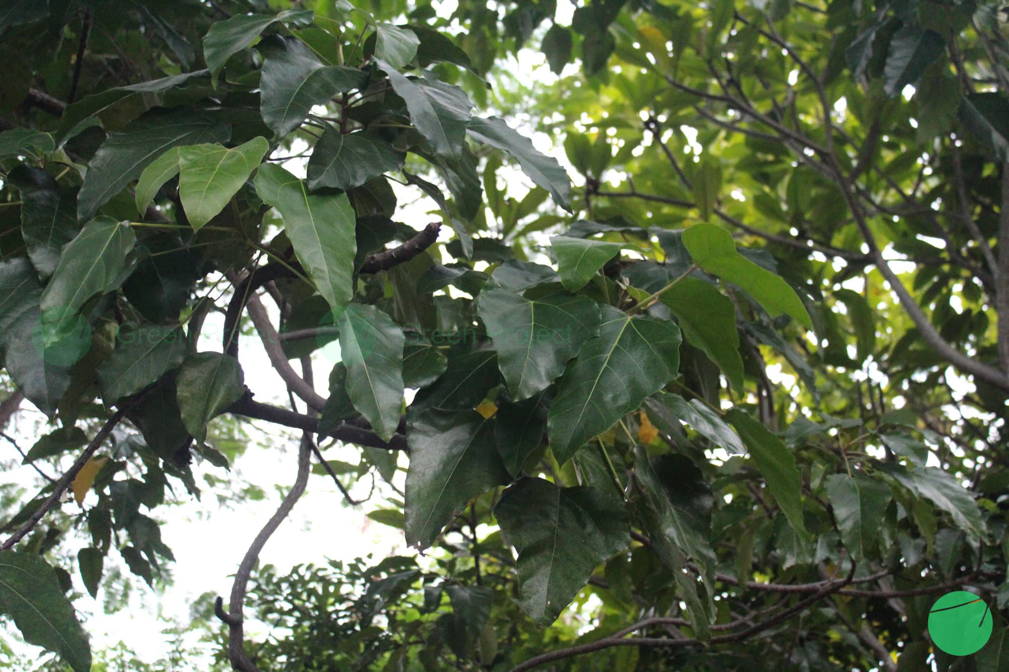 Cover Image for Kemiri (Aleurites moluccanus)